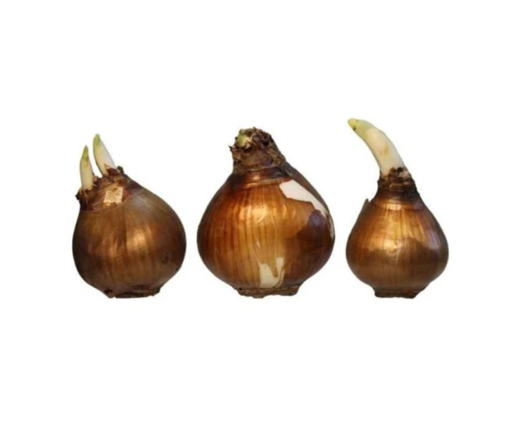 پیاز نرگس معطر شیراز پک 3 و 10 عددی