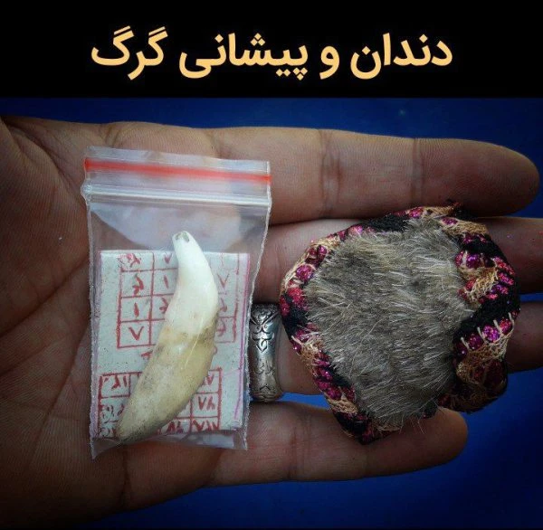 پیشانی ودندان گرگ اصلی