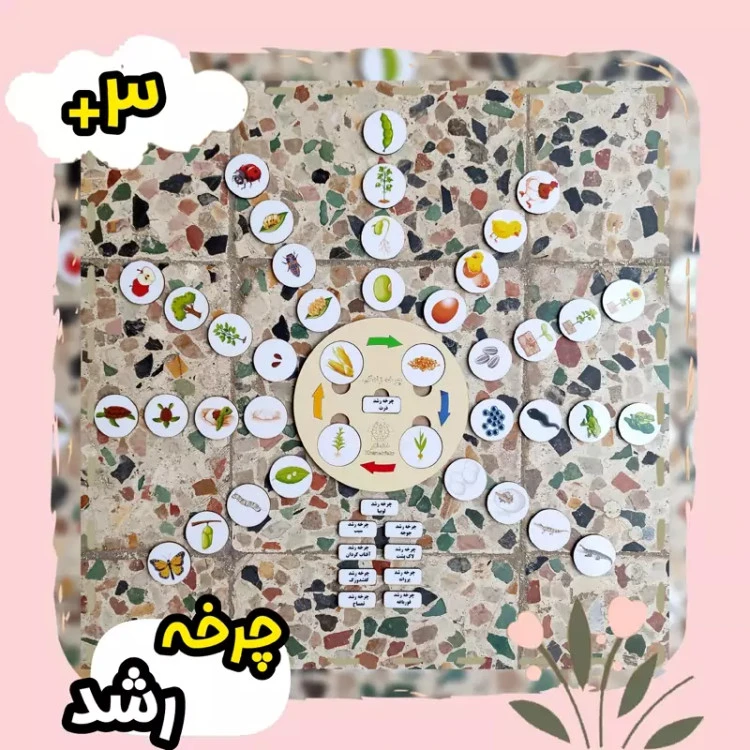 چرخه رشد چوبی