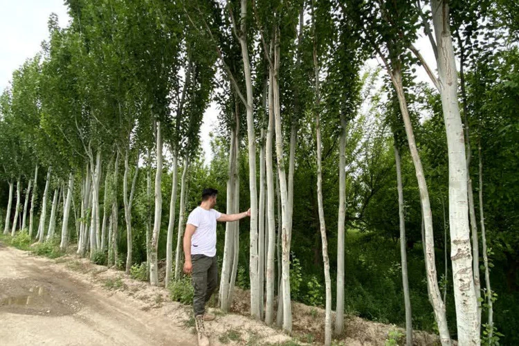کبوده تبریزی