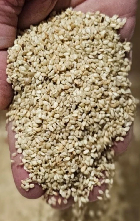 کنجد ناب و صادراتی خورستان تازه ی تازه