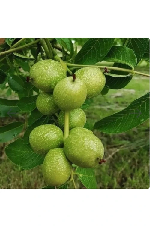 گردو آلتای ترکیه