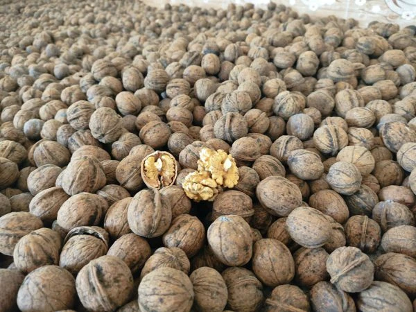 گردو تویسرکان اصل برداشت ۱۴۰۴ خوشمزه و پرچرب