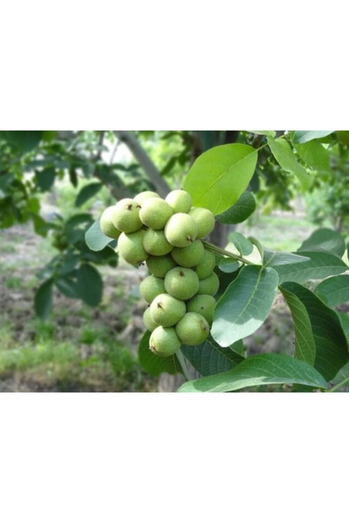 گردو خوشه ای