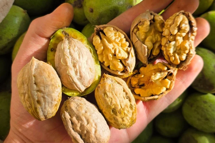 گردو چندلر