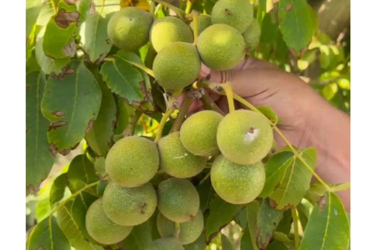 گردو ژنوتیپ