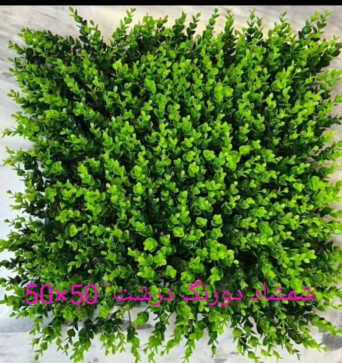 گرین وال شمشاد دو رنگ درشت - ابعاد 50*50