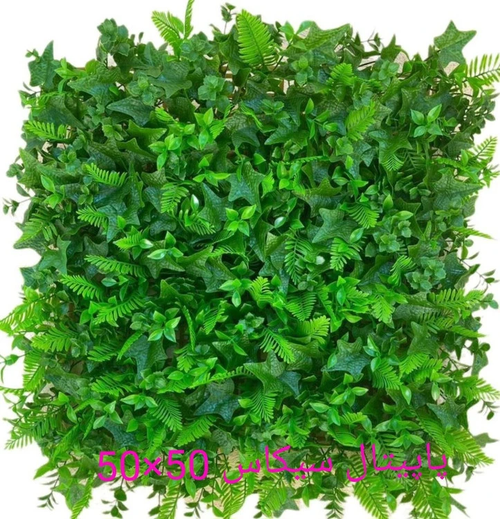 گرین وال پاپیتال سیکاس - ابعاد 50*50