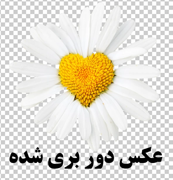 گل PNG