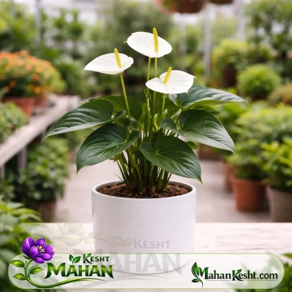 گل آنتوریوم سفید (Anthurium)