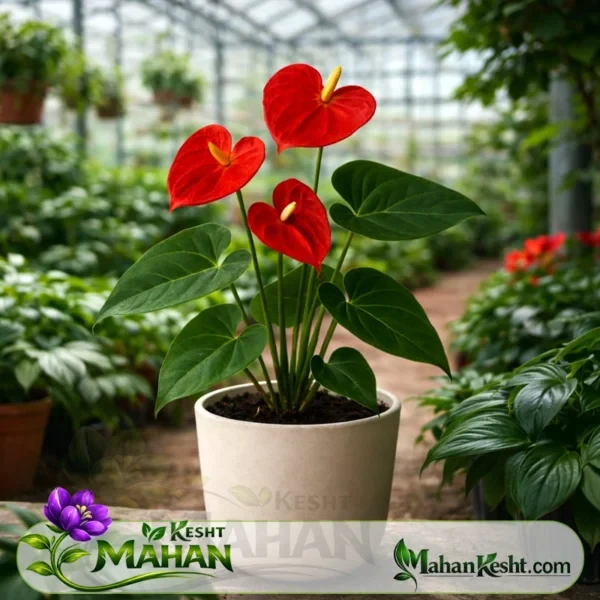گل آنتوریوم قرمز Anthurium