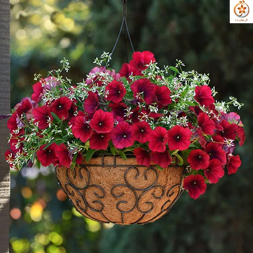 گل اطلسی ژاپنی