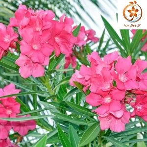 گل خرزهره