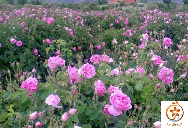 گل محمدی