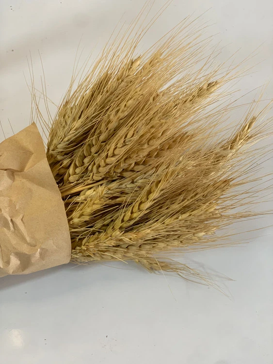 گل گندم بسته ای