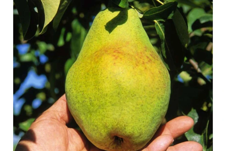 گلابی درگزی