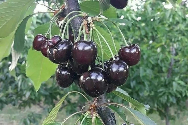 گیلاس اشنویه